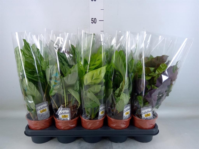 <h4>Calathea ...mix 5</h4>