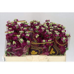 Matthiola Red