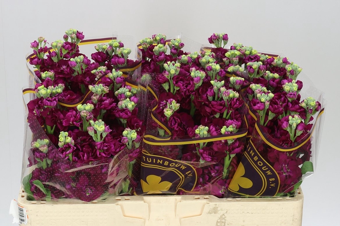 <h4>Matthiola Red</h4>