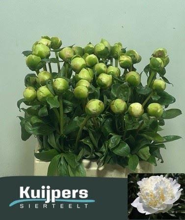 <h4>PAEONIA BRIDAL SHOWER</h4>