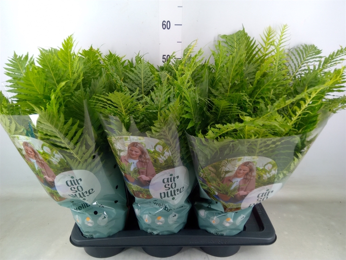 <h4>Blechnum gibbum 'Silver Lady'</h4>