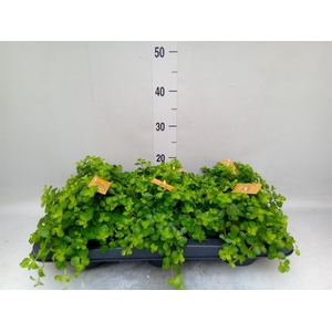 Peperomia rotundifolia