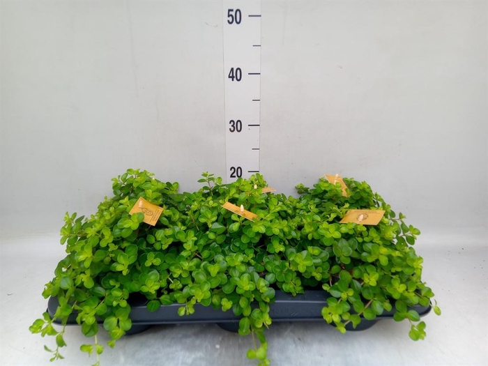 <h4>Peperomia rotundifolia</h4>