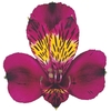 ALSTROEMERIA BLACK JACK 080 CM