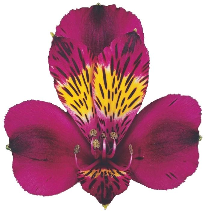 ALSTROEMERIA BLACK JACK 080 CM