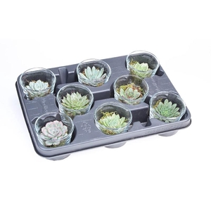 Succulenten overig glas PO6014