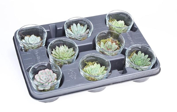 Succulenten overig glas PO6014