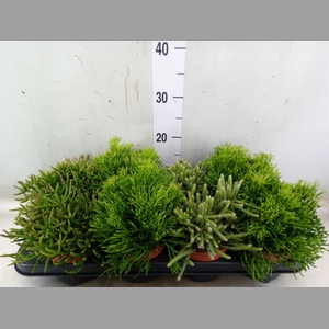Rhipsalis   ...mix