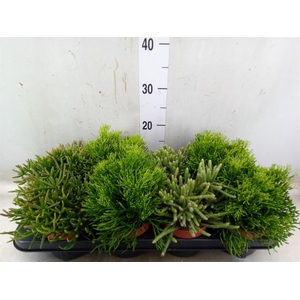 Rhipsalis   ...mix