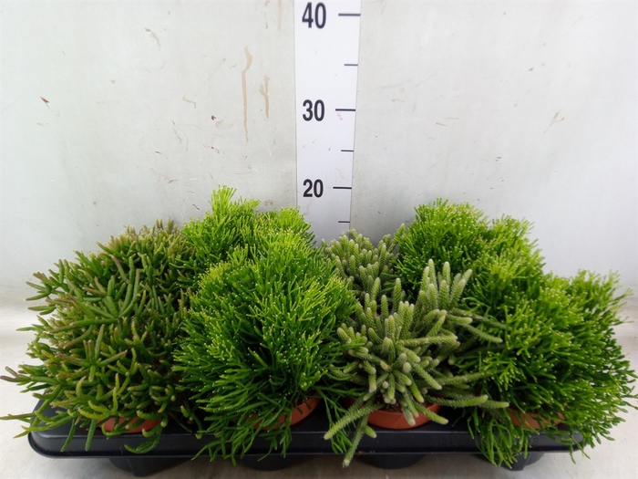 <h4>Rhipsalis   ...mix</h4>