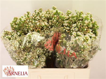 <h4>Chamelaucium Dawn White Pearl 55cm 40gr</h4>