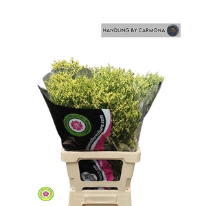 LIM SIN CHINA YELLOW