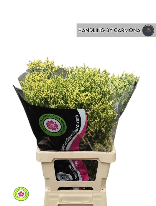 <h4>LIM SIN CHINA YELLOW</h4>