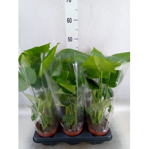 Monstera   ...