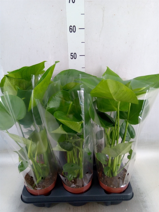 <h4>Monstera   ...</h4>