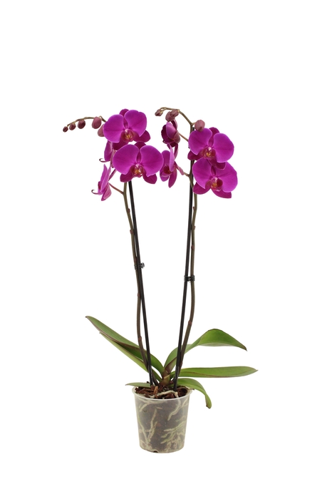 <h4>Phal Midnight Rambler 2T16+</h4>