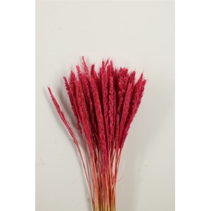 Dried Pinion Grass Pink Bunch