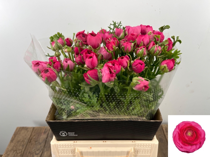 <h4>RAN AM BONBON</h4>