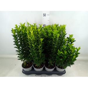 Euonymus japon. 'Green Spire'