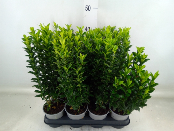 <h4>Euonymus japon. 'Green Spire'</h4>