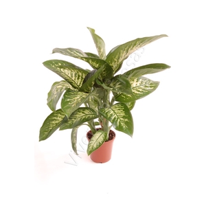 Dieffenbachia overig gemengd