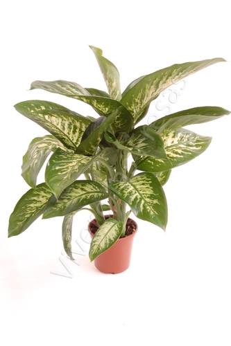 Dieffenbachia overig gemengd