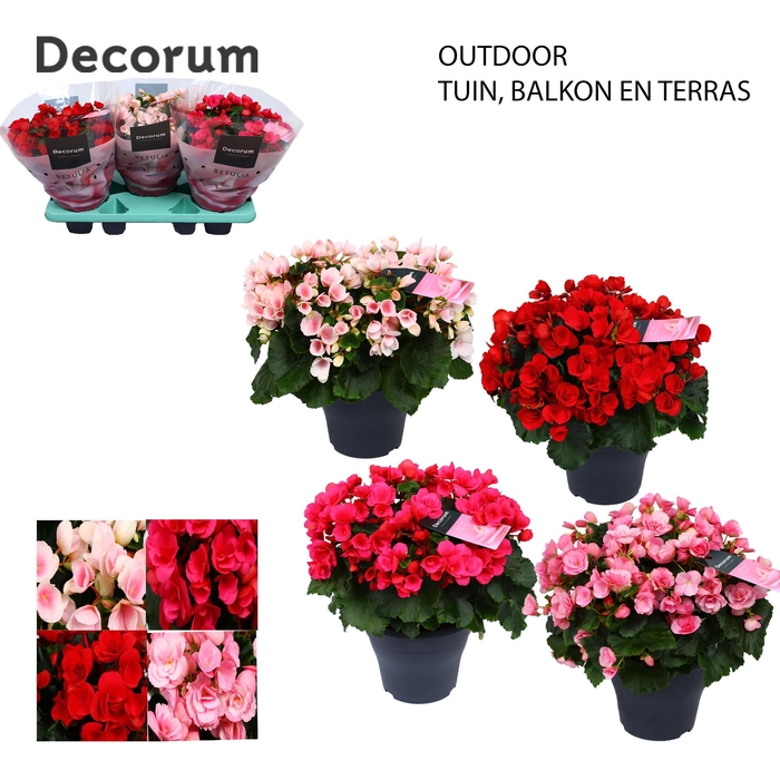 <h4>Begonia BETULIA MIX 19cm outdoor Decorum</h4>