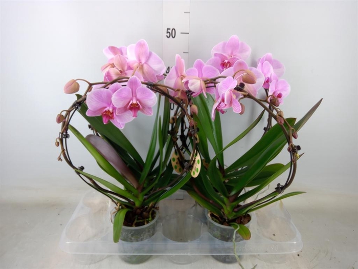 <h4>Phalaenopsis   ...</h4>