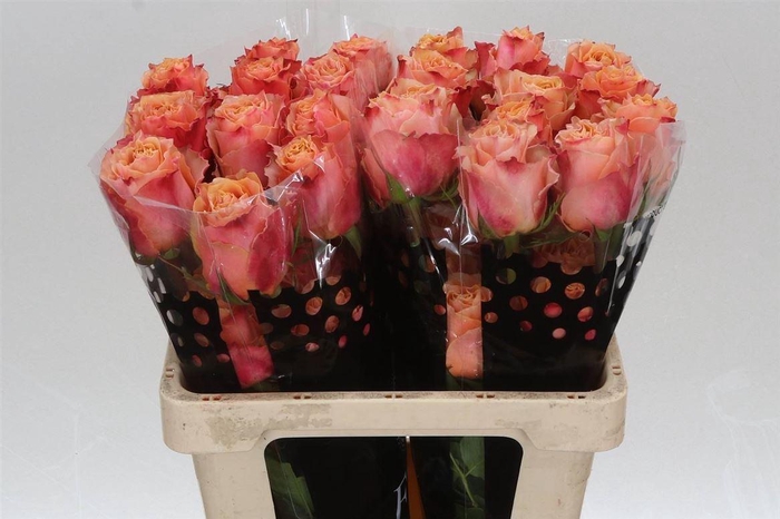 <h4>R Eq Carpe Diem</h4>