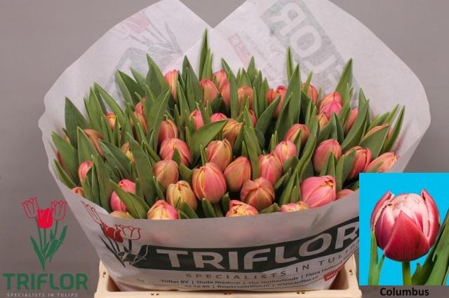 <h4>TU DU COLUMBUS</h4>