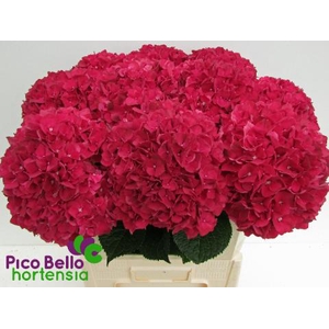 Hydrangea mag ruby red