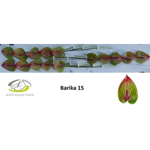 ANTH A BARIKA 15