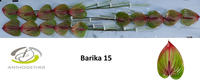 <h4>ANTH A BARIKA 15</h4>