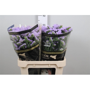 Lim S Atlanta Lavendel