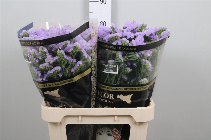 <h4>Lim S Atlanta Lavendel</h4>