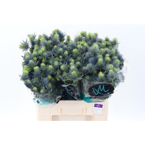 Eryn Supernova Qstar