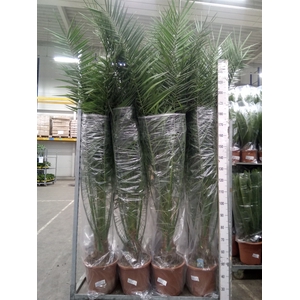 Phoenix canariensis