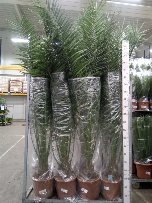 <h4>Phoenix canariensis</h4>