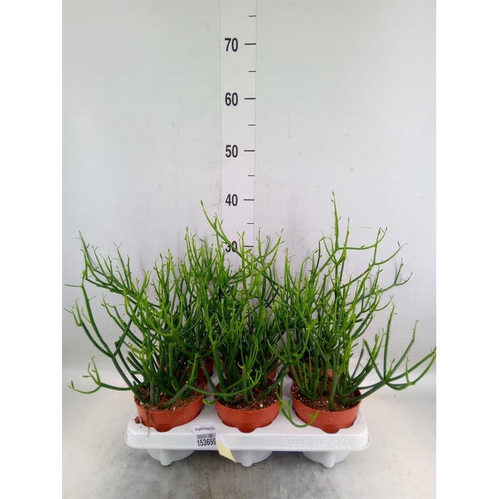 <h4>Euphorbia tirucalli</h4>
