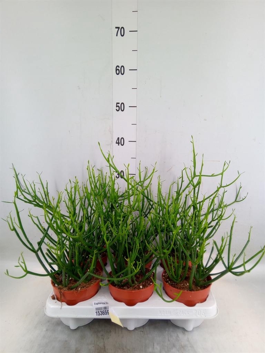 <h4>Euphorbia tirucalli</h4>