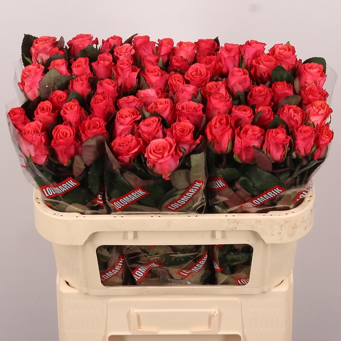 <h4>R GR PINK TACAZZI+</h4>