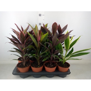 Cordyline   ...mix