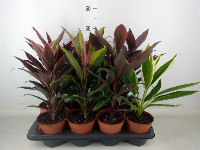 <h4>Cordyline   ...mix</h4>