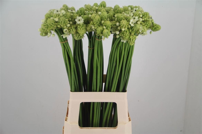 <h4>ORNIT SAUNDERSIAE</h4>