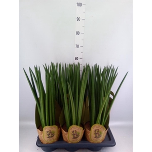 Sansevieria cyl. ...