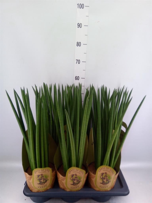 <h4>Sansevieria cyl.  ...</h4>