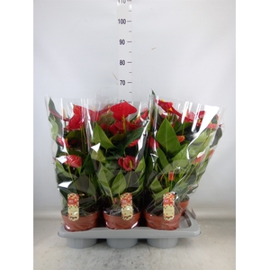 Anthurium andr. 'Tremendo'