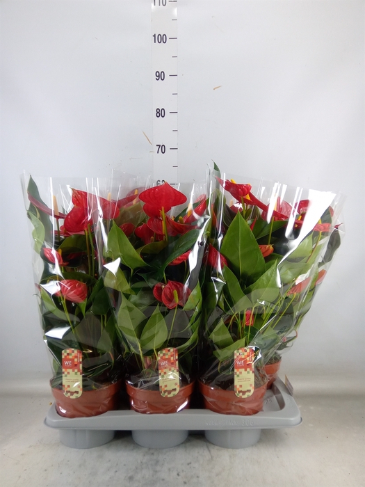 <h4>Anthurium andr. 'Tremendo'</h4>