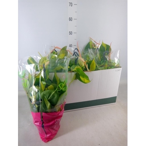 Philodendron scand. 'Brasil'