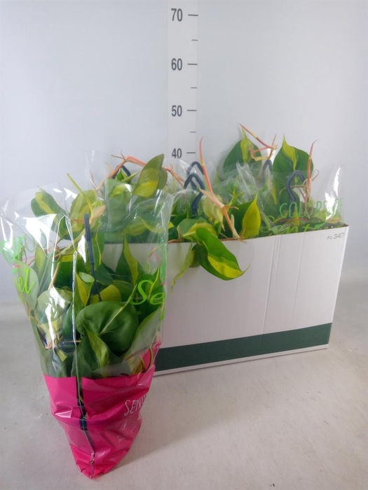 <h4>Philodendron scand. 'Brasil'</h4>